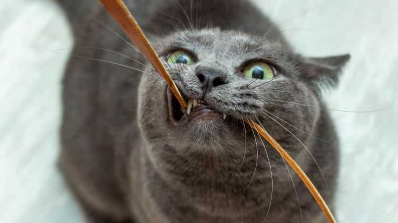 ᐉ почему кошка грызет провода, как отучить - zoovet24.ru