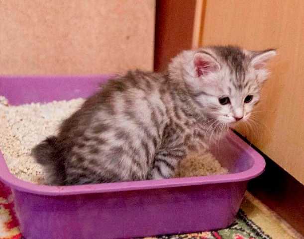 Приучение кошки к лотку: как использовать спрей, чтобы приучить к туалету котенка или взрослого кота?