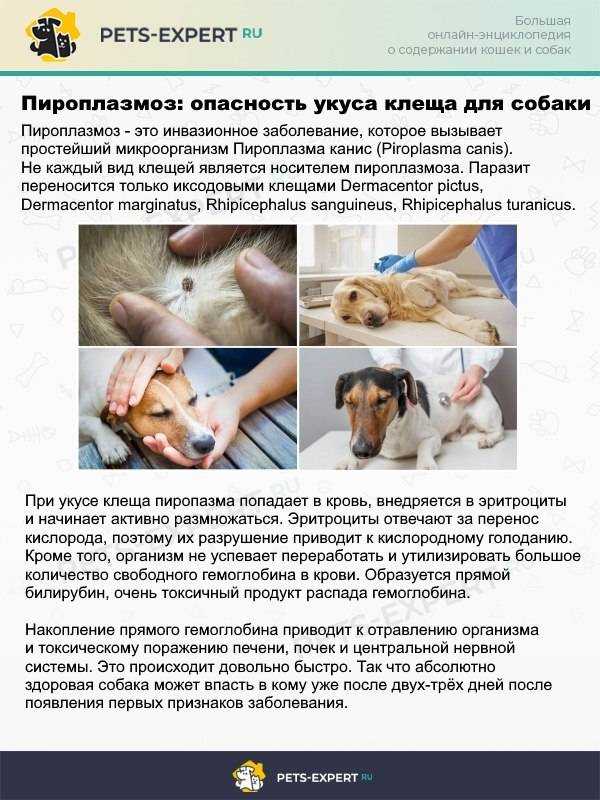 Кашель у собаки: виды, симптомы, лечение и профилактика - интересное про собак