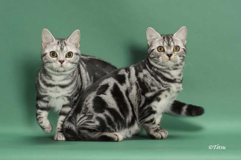 Сиамская кошка: фото, описание породы, характер, здоровье, уход и содержание