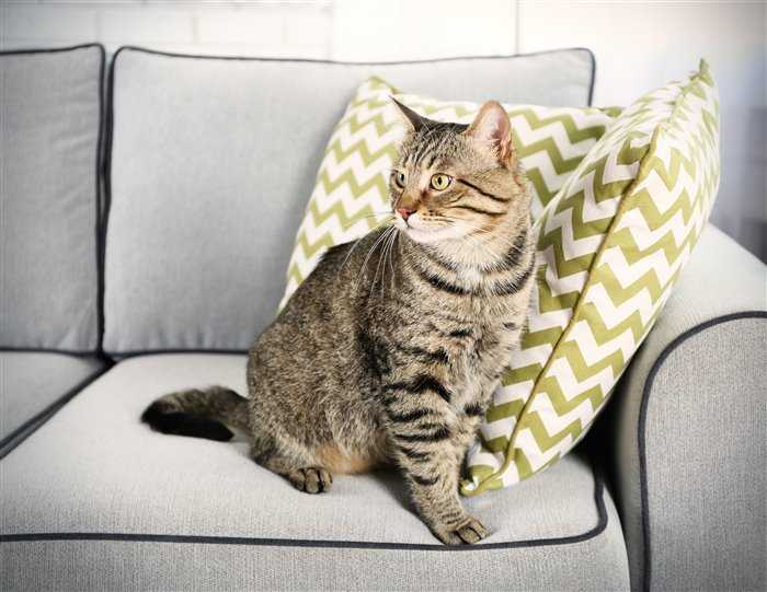 Как убрать запах кошачьей мочи с дивана в домашних условиях, если кот его пометил: чем можно удалить пятна, отмыть обивку, вывести запах написавшего животного?