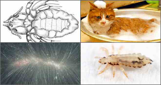 Блохи у кошки: признаки и как бороться с насекомыми