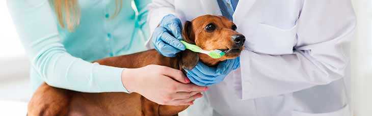 Гемоплазмоз у собак и кошек симптомы, диагностика, лечение