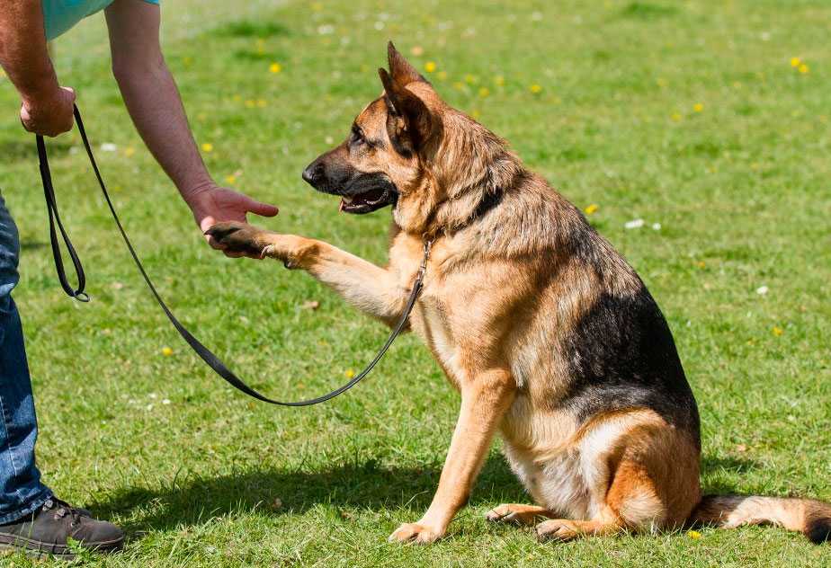 Правила натаскивания и дрессировки охотничьих собак