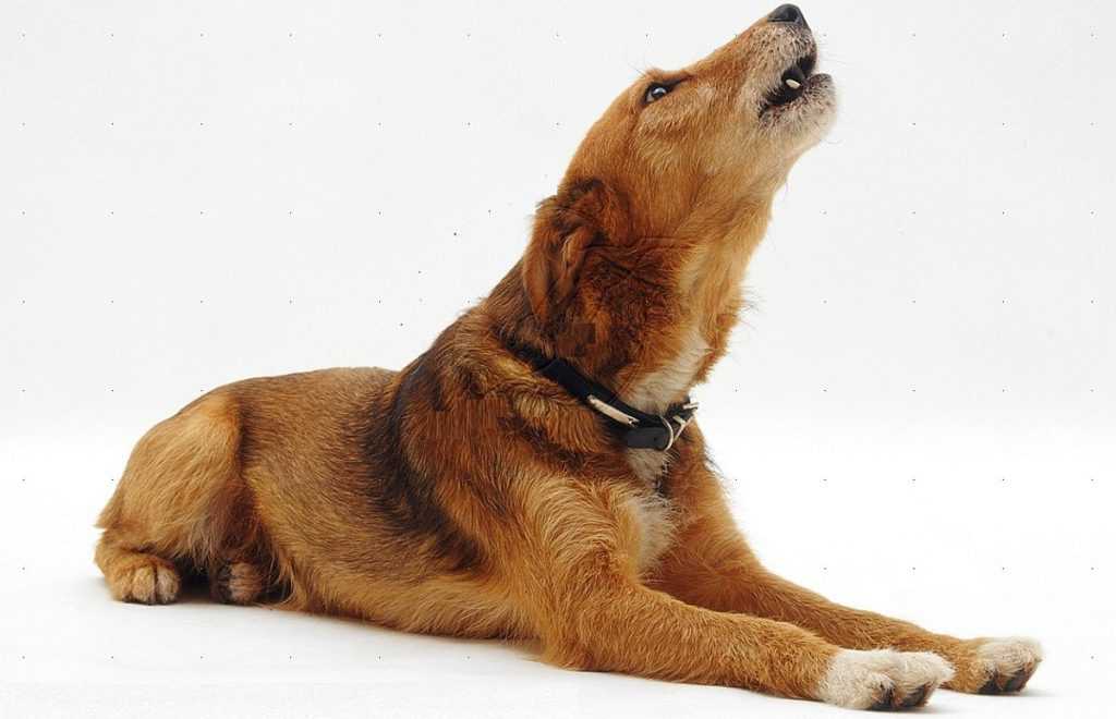 Что делать, если собака воет в одиночестве | блог ветклиники "беланта"