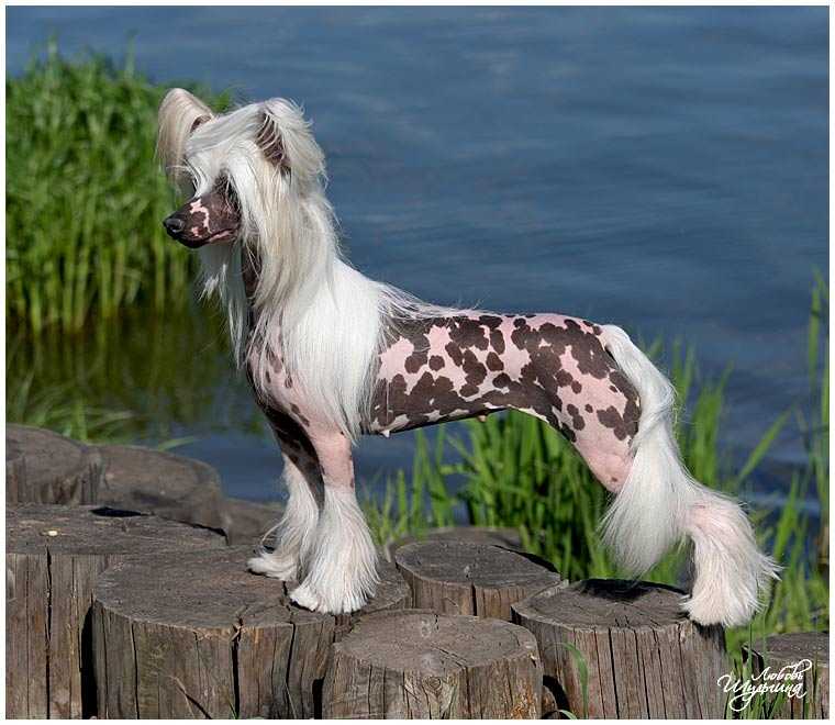 Пуховая китайская хохлатая собака: миниатюрная аристократка с дружелюбным характером