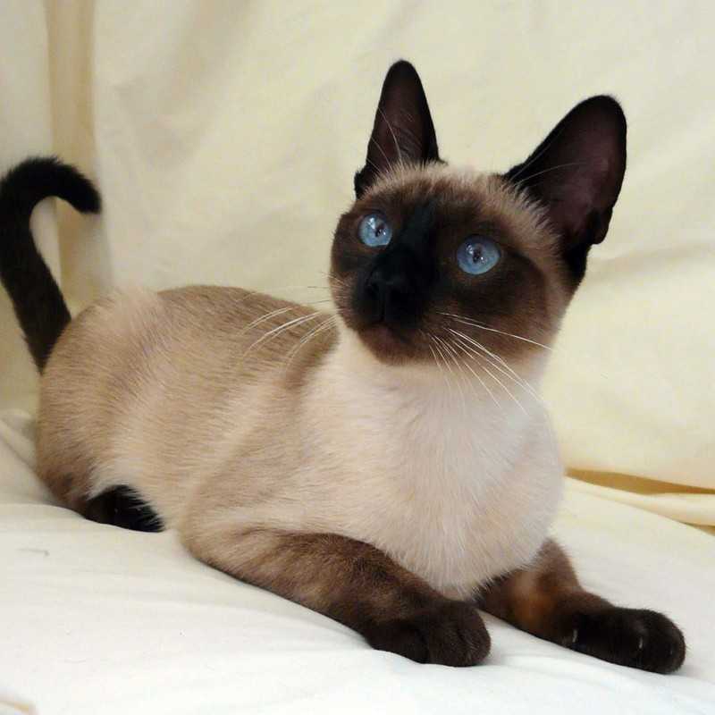 Тайская кошка: описание породы и характер, содержание, чем кормить, окрасы, фото | zoosecrets