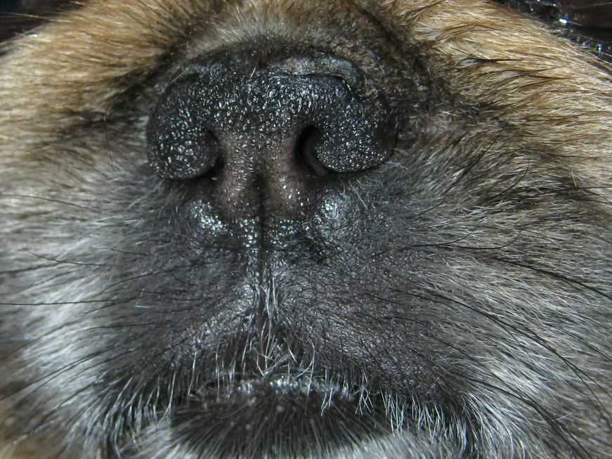 Кашель у собаки: причины и последствия. что делать хозяину? | нвп «астрафарм»