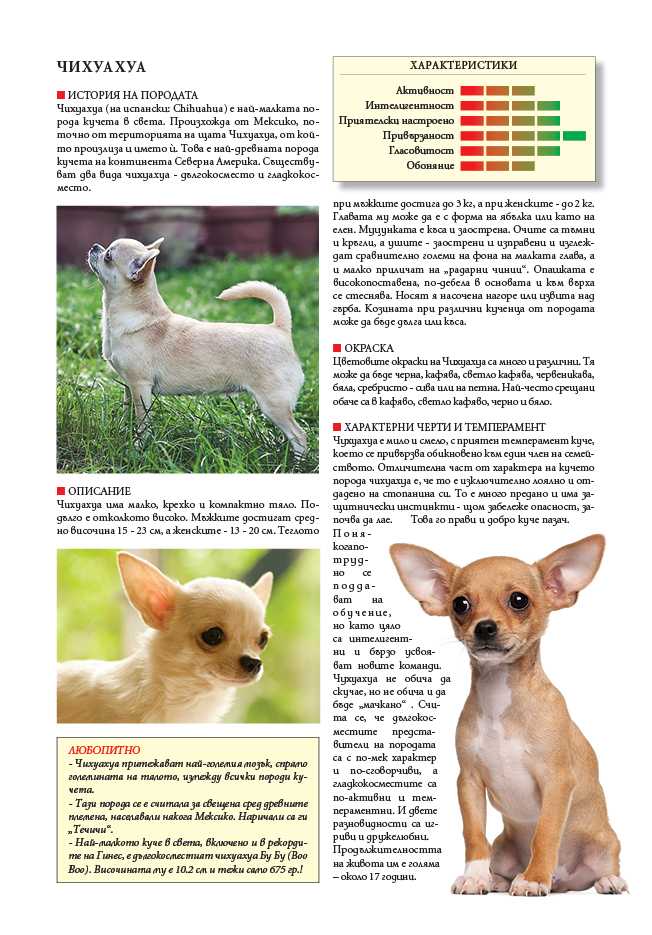 Чихуахуа: описание породы, характер собаки и щенка, фото, цена