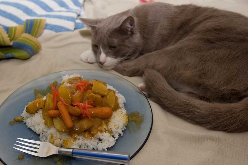 Причины почему кошка плохо ест разные и могут быть как совершенно безобидными – коту просто не нравится корм