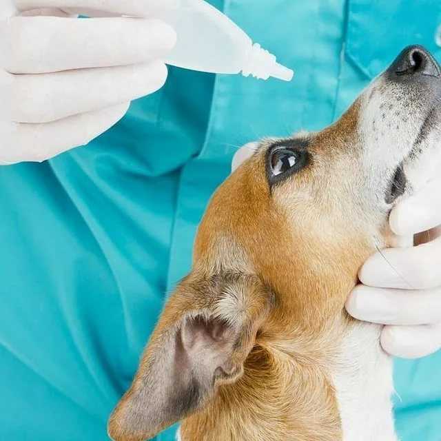 Бактериальные инфекции у собак и кошек - симптомы и лечение в москве. ветеринарная клиника "зоостатус"