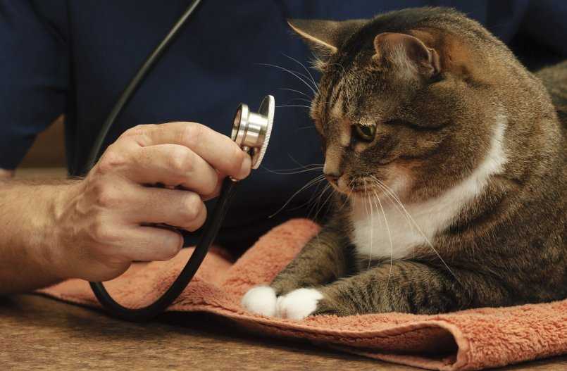 У хозяев, решившихся на операцию, возникает вопрос, как подготовить кота к кастрации. Эта процедура при предварительной подготовке не является опасной для здоровья кота.