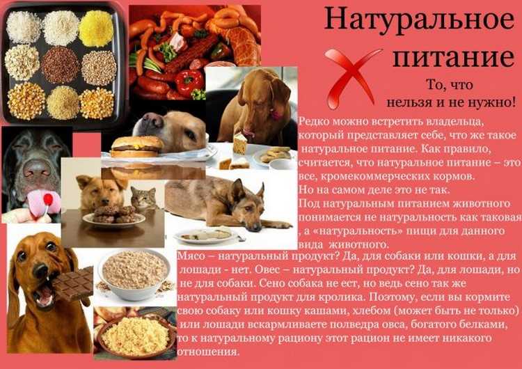 Как правильно кормить собаку натуральной пищей?
