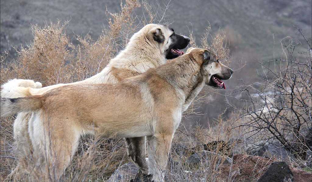 Армянский волкодав: описание внешности взрослой особи и щенка