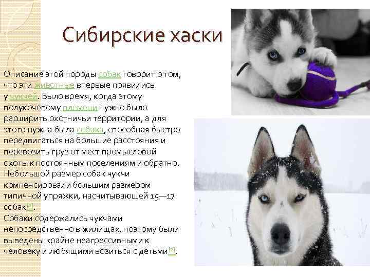 Хаски порода собак. описание, особенности, цена, уход и содержание хаски | живность.ру