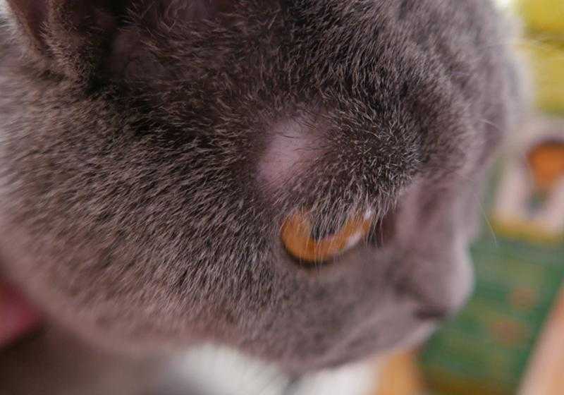7 причин, почему кошка лысеет на животе и задних лапах