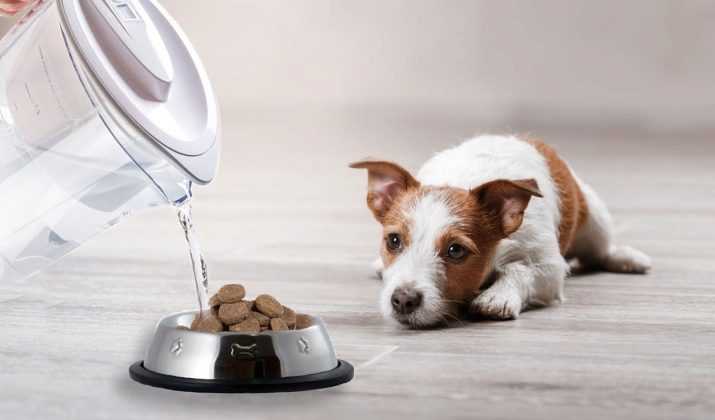 Перевод на сухой корм: как правильно перевести собаку с натурального, что поможет собаке перейти на сухой корм безболезненно