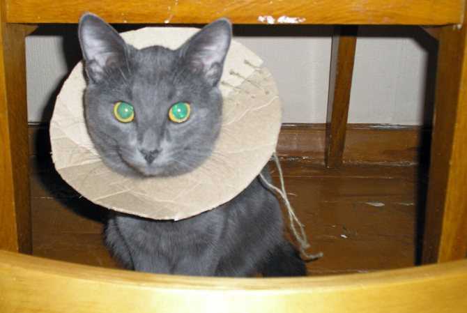 Анестезиологические риски у кошек и собак - проведение продедур под наркозом у кошек и собак. ветеринарная клиника "зоостатус"