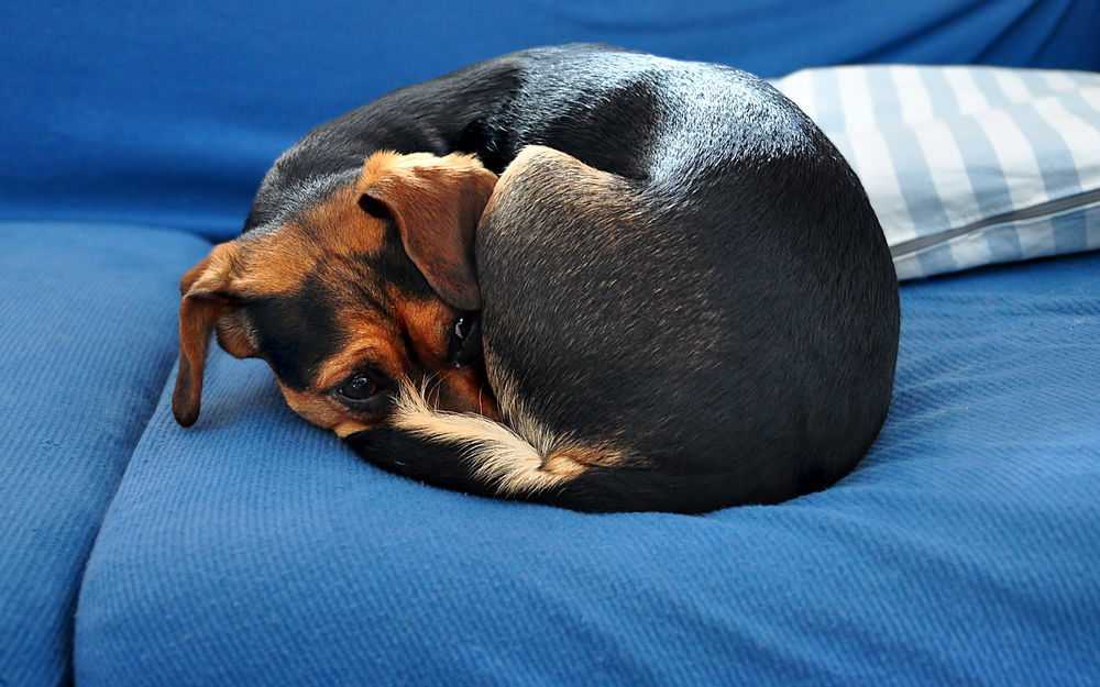 Собака дергается во сне - стоит ли беспокоиться?