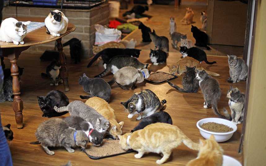 Сколько кошка может ходить голодная?