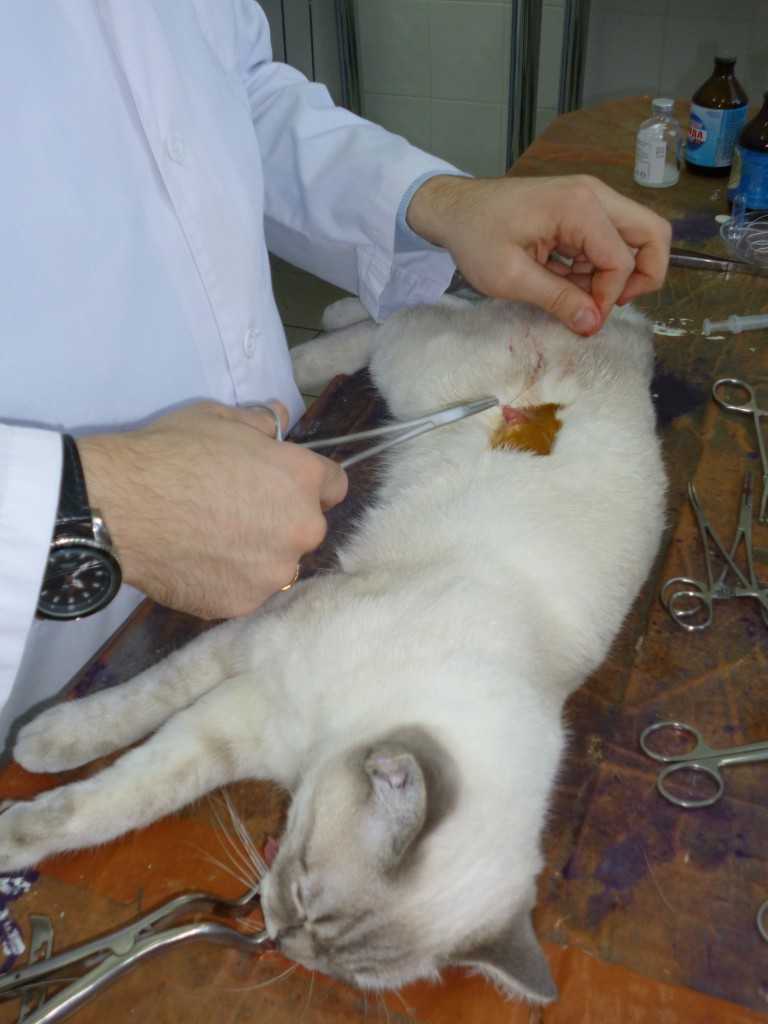 Кастрация кота: описание процедуры, плюсы и минусы, осложения