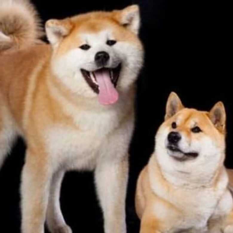 Отличия акита-ину и сиба-ину (шиба-ину) и сходства: фото и описание собак, мнение заводчиков, в чем разница между породами во внешности?