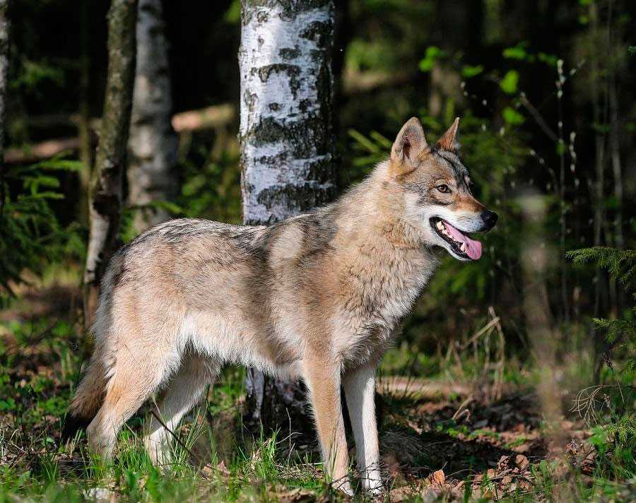 Волкособ (гибрид собаки и волка): описание, характер, содержание, уход, фото