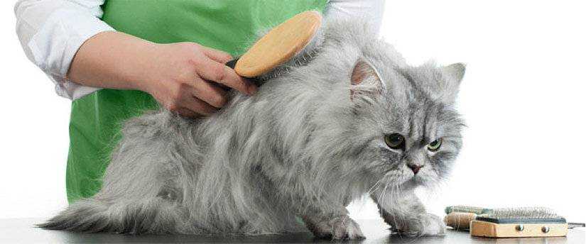 Как чистить уши кошке — обзор приспособлений и средств для эффективной очистки ушей у кота