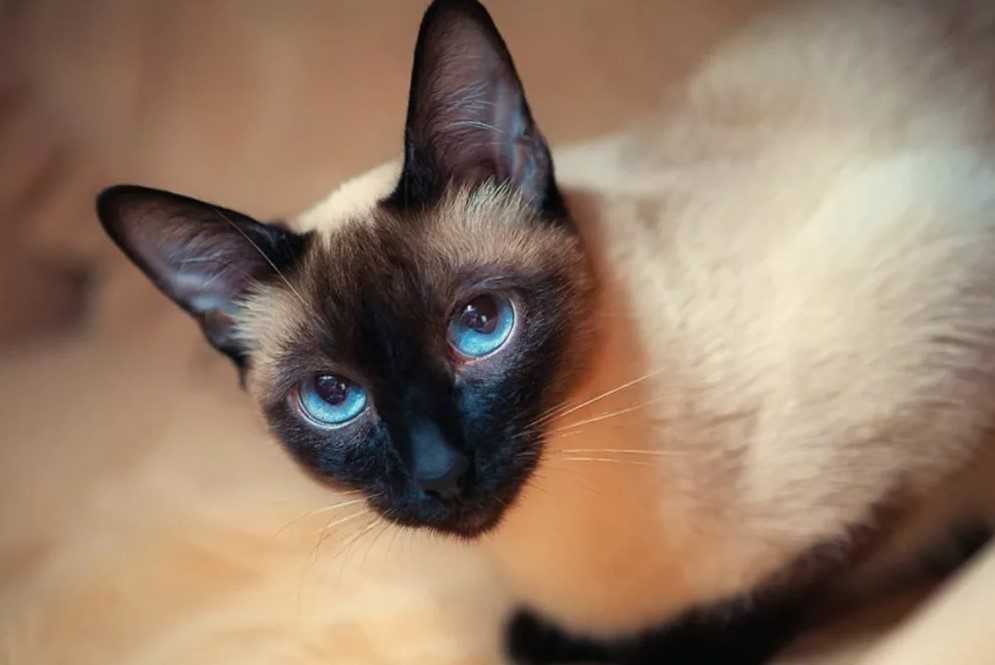 Тайская кошка: описание породы, характер кошек, фото