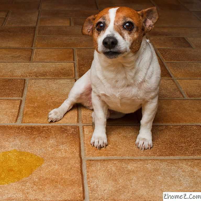 Как отучить собаку метить углы и писать дома?