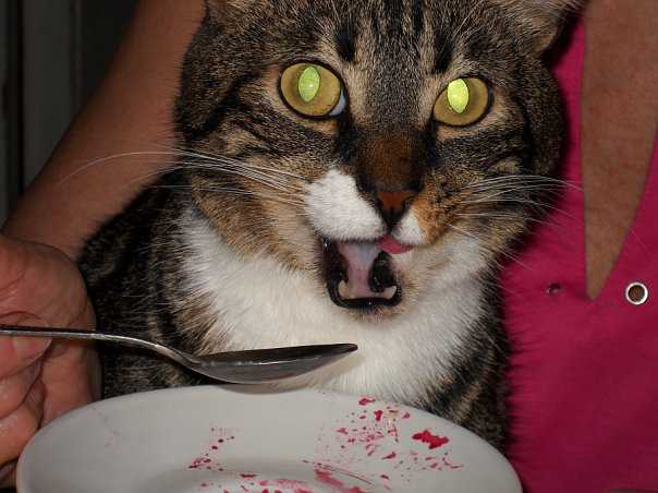 Что делать, если кот съел отравленную мышь отравление.ру
что делать, если кот съел отравленную мышь
