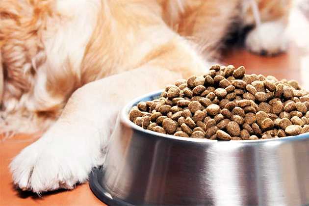 Как хранить корм для собак: сухой или влажный, контейнеры для корма