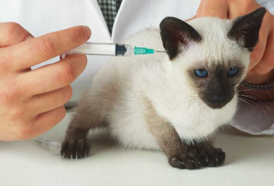 Прививки для кошек и котят: какие делают, когда, в каком возрасте. вакцинация кошек. первая прививка. график (таблица) - питомник elite british