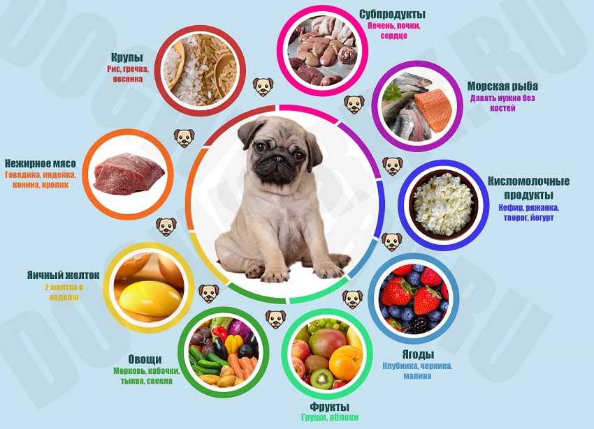 Рацион питания щенка - основы кормления