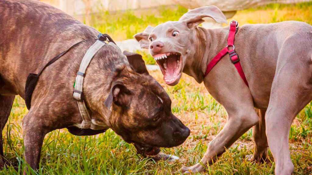 Как убрать агрессию у собаки? | hill's pet