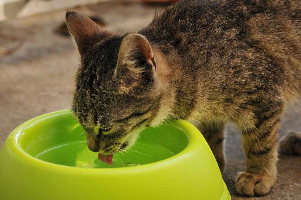 9 причин, почему кошку рвет водой