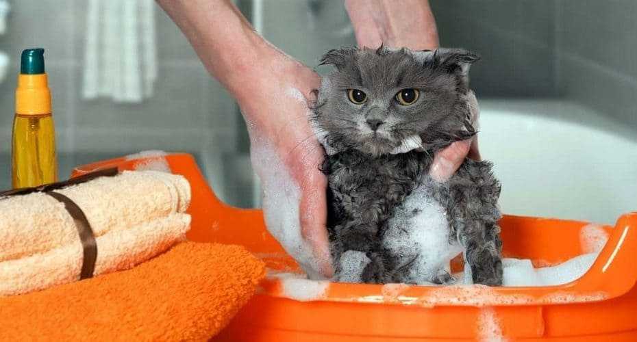 Как искупать кота в ванной без лишнего стресса?