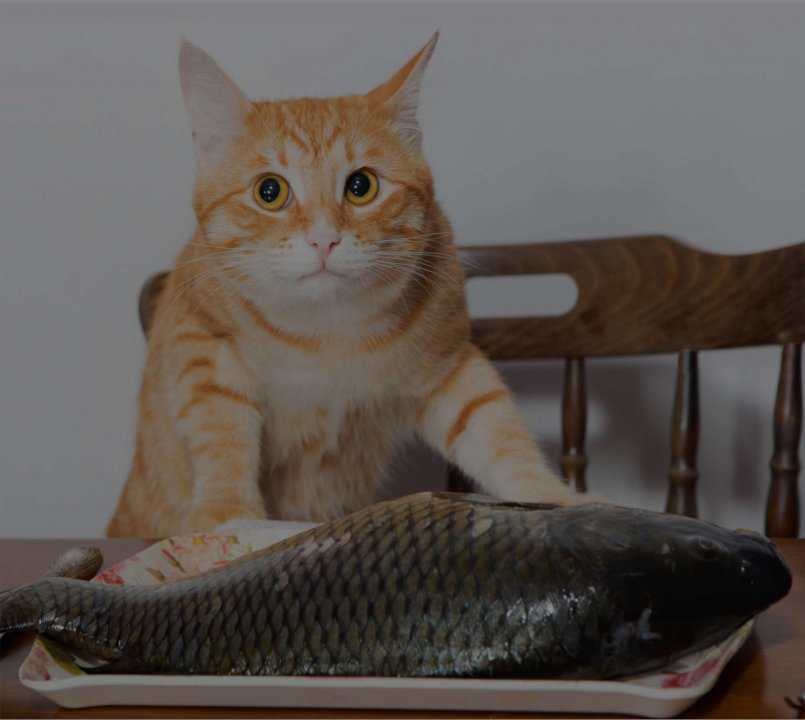 Можно ли кошке давать кефир: о продукте, полезен ли для кошек и котят, как включать в меню