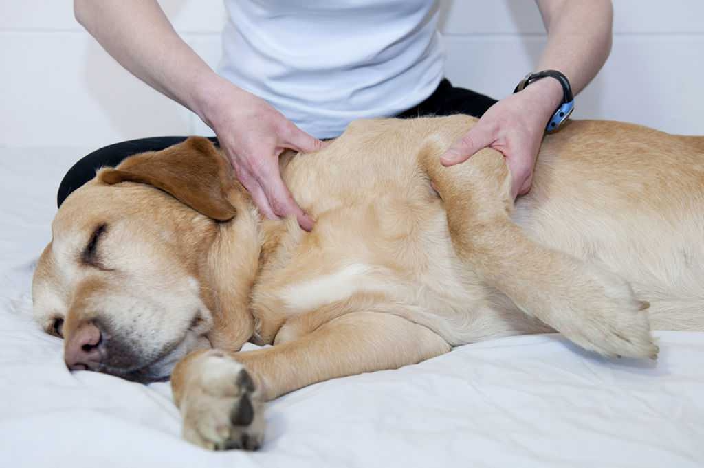 Болезни у собак опорно-двигательного аппарата: врожденные и приобретенные | блог ветклиники "беланта"