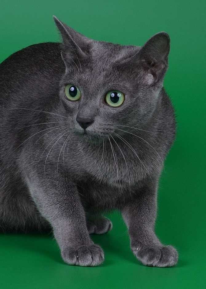 Кошка серая пушистая с зелеными глазами порода