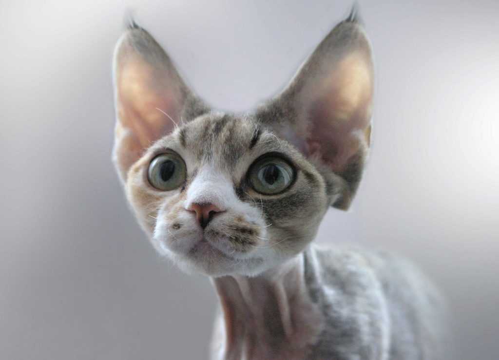 У каких кошек уши маленькие