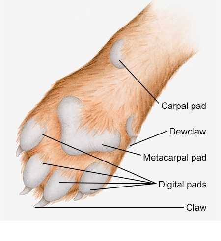 Анатомия и особенности строения скелета кошки, роль в работе органов