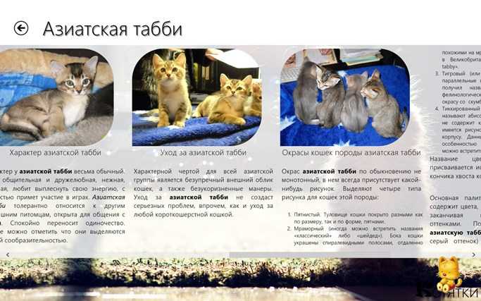 Британская короткошерстная порода кошек: окрасы от голубого до вискаса, фото котов и котят