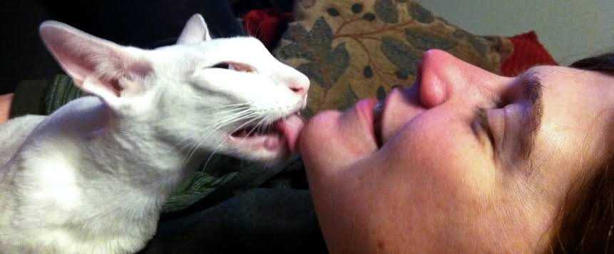 Почему кошка настойчиво лижет руку — топ 7 причин