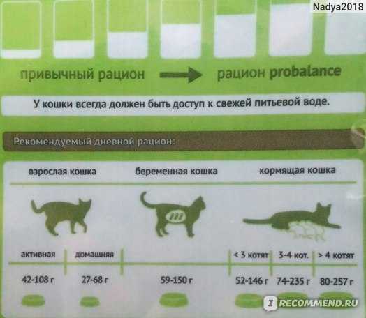Чем кормить котенка: режим, норма и виды кормления
