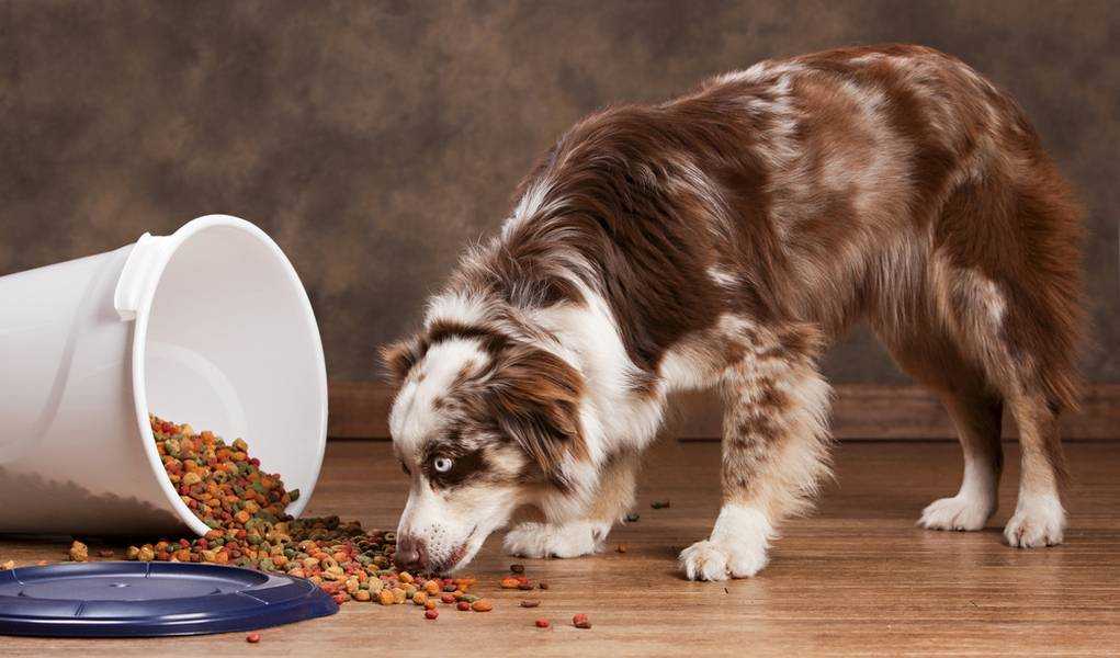 Почему собака не ест сухой корм? собака плохо ест, отказывается от сухого корма: причины, отзывы, советы. как приучить собаку есть сухой корм?