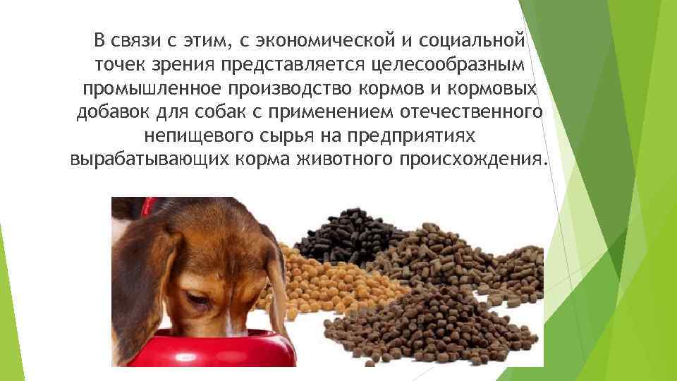 Лечебные корма для собак: виды ветеринарной диеты