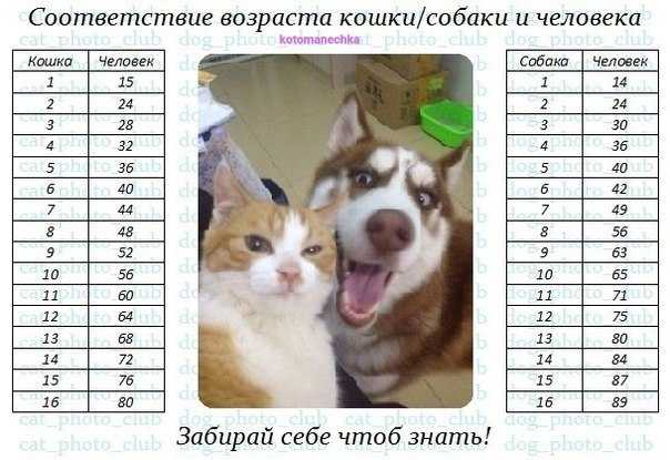 Возраст собаки по человеческим меркам: калькулятор расчёта в зависимости от размера животного, таблица