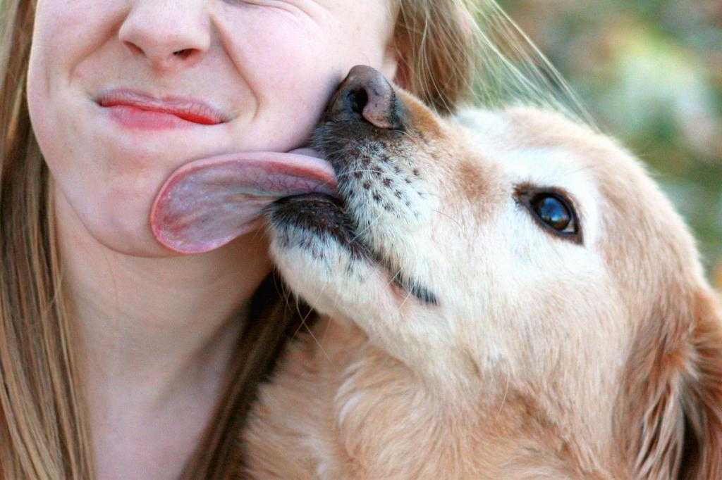 Почему собака часто дышит: норма, причины, возможные недуги