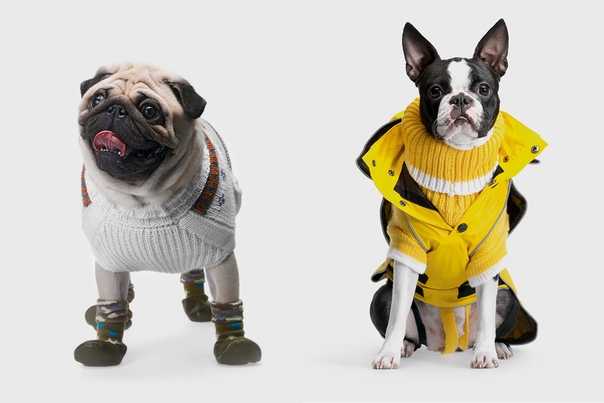 Одежда для собак: зачем она нужна и как ее выбрать?